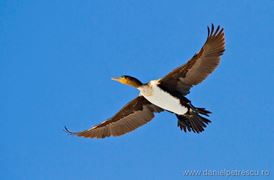 Delta Dunarii - Super Fotografii